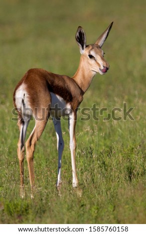 Springbok (Antidorcas marsupialis)- Lamb, Kgalagadi Transfrontier Park in rainy season, Kalahari Desert, South Africa/Botswana