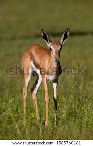 Springbok (Antidorcas marsupialis)- Lamb, Kgalagadi Transfrontier Park in rainy season, Kalahari Desert, South Africa/Botswana