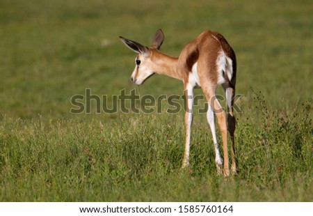 Springbok (Antidorcas marsupialis)- Lamb, Kgalagadi Transfrontier Park in rainy season, Kalahari Desert, South Africa/Botswana