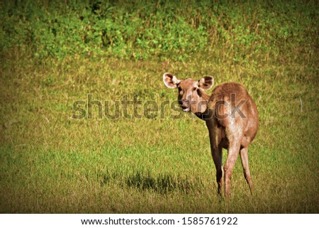 "Wild female Sambar Deer - One of the largest deer in India, grazing at Periyar Tiger Reserve, Thekkady, Kumily, Idukki district, Kerala, South India"