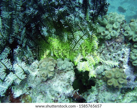 Tropical Reef life diving picture
