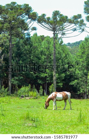 Catarienense mountain horse grazing in front of the Araucarias