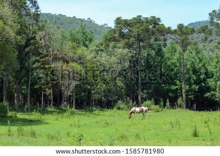 Catarienense mountain horse grazing in front of the Araucarias