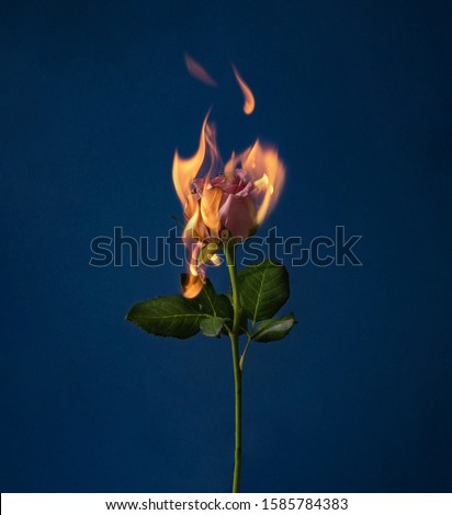 Flaming rose flower on blue background. Love concept with flower and fire. Creative nature Valentine's or Women's Day idea. Royalty-Free Stock Photo #1585784383