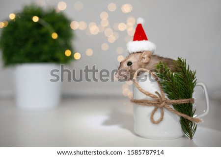 A cute rat in a Santa Claus cap sits in a white mug decorated with a spruce branch and twine against a background of magical yellow lights. Symbol of the new year 2020. Christmas festive atmosphere.