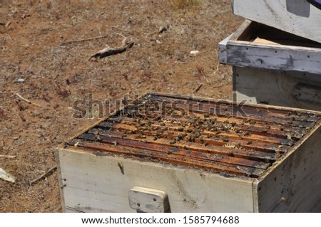 A high angle shot of hard-working bees creating a delicious honeycomb in a hive