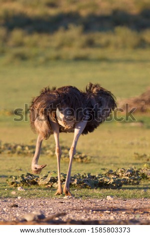 Common ostrich (Struthio camelus), Kgalagadi Transfrontier Park, Kalahari desert, South Africa.