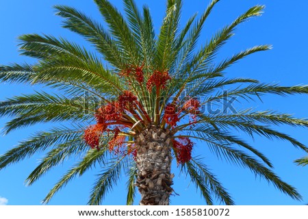 Red orange fruits in Date palm tree (Phoenix dactylifera) against bright blue sky - lido promenade at the beach of Machico, Madeira island, Portugal Royalty-Free Stock Photo #1585810072