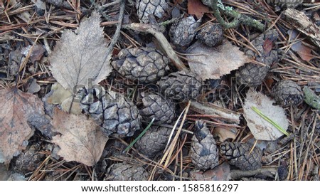 cones in the forest in the autumn season