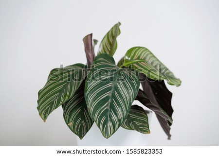 Calathea plant in white pot and isolated white background