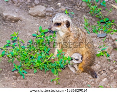 Very Young Meerkat or Suricate baby on the ground
