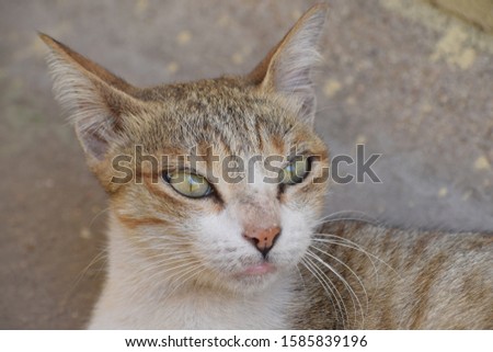 picture of a cat meow