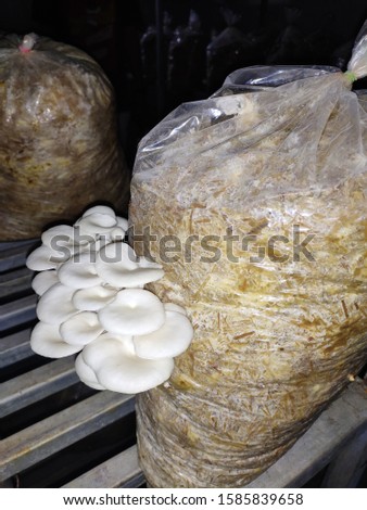 It is picture of Oyster Mushroom, which is commonly known as dhingri. It is at harvesting stage. It is very nutritious in nature.