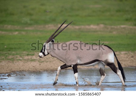 Gemsbok (Oryx gazella), Kgalagadi Transfrontier Park, Kalahari desert, South Africa/Botswana