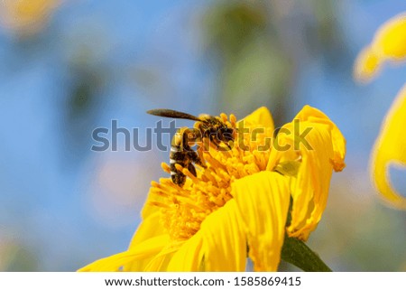 Bees are finding nectar from bright yellow pollen. In the morning atmosphere Is a close-up image