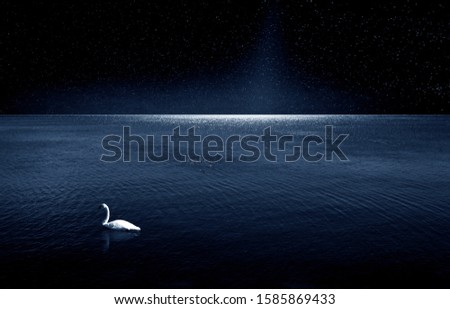 A white swan swimming in water with the night sky reflecting on it and stars shining brightly