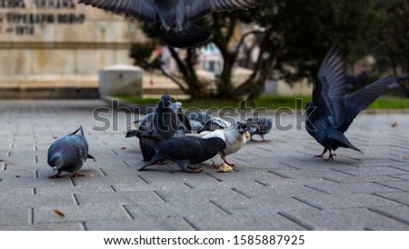 Pigeons eating bread crumbs at the park 