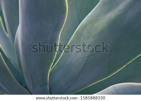 Abstract, green and slightly blurred aloe leaves.