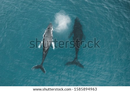 Spouting breathing humpback whales from above in aerial drone shot. Hawaii
