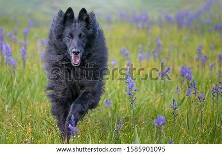 Black Belgian Sheepdog Groenendael running through purple and yellow wildflowers in Sierra Nevada mountains Royalty-Free Stock Photo #1585901095