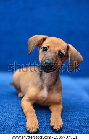Little dachshund laying on a blue background