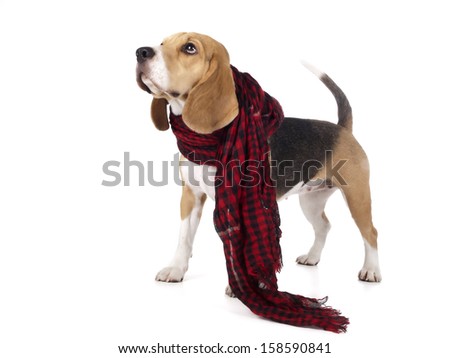 beagle in a checkered scarf on a white background in studio