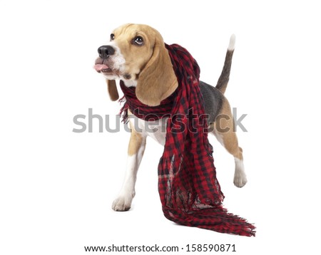 beagle in a checkered scarf on a white background in studio