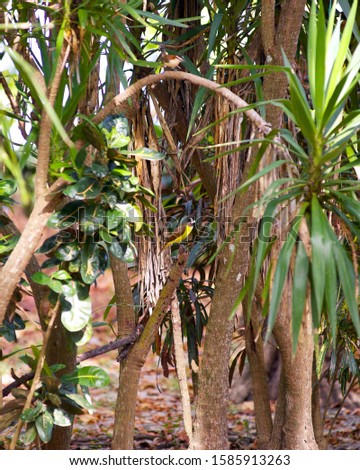 Yellow Jungle Bird in Tree