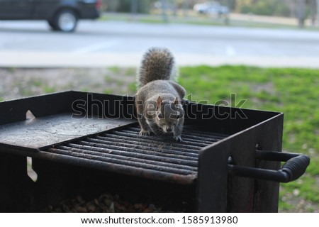 Squirrel walking on a grill