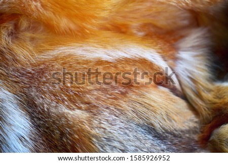 fox fur red macro fragment, blurred image
