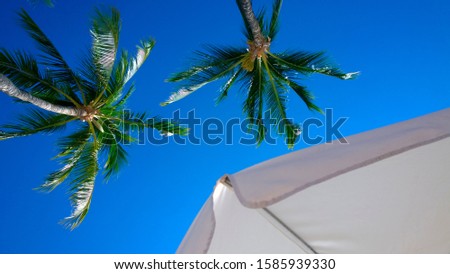 Palm trees at the beach of Mauna Lani, Big Island, Hawaii, USA