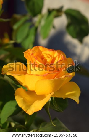 Rose in the garden - "Kerio" (Lexoirek), yellow rose flow with background blurred