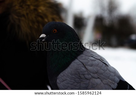 A lot of pigeons. Pigeons in a bunch and one at a time. Feeding the pigeons. Birds in the winter. Pigeon macro, red paw, pigeon leg. A man holds a dove on his hand. Bird eating with hand