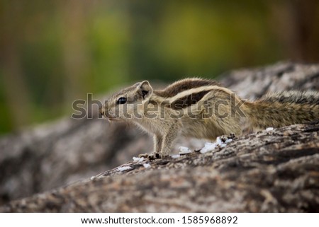 Squirrels are members of the family Sciuridae, a family that includes small or medium-size rodents. The squirrel family includes tree squirrels, ground squirrels, chipmunks, marmots, flying squirrels