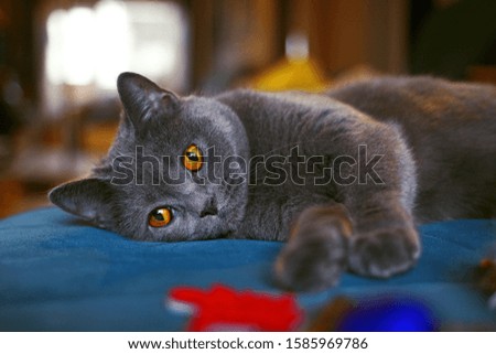 grey cat with Christmas toys