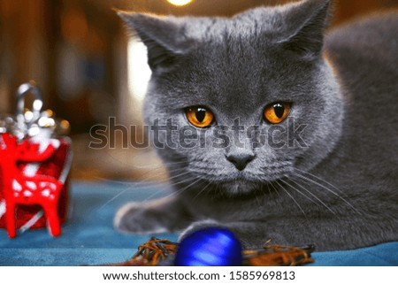 grey cat with Christmas toys