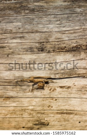 tree background bark nature texture board wood lines