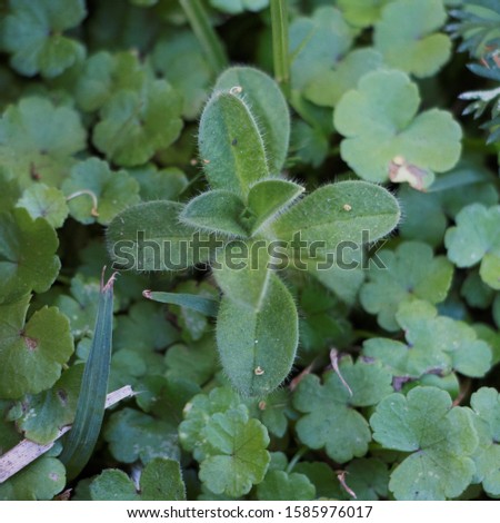 a small plant with fuzzy hair on its leaves pushes up from between the ground cover 