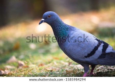 Portrait of a domestic Pigeon