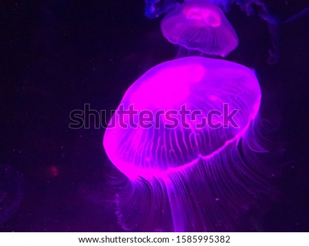 Picture of a jelly fish.