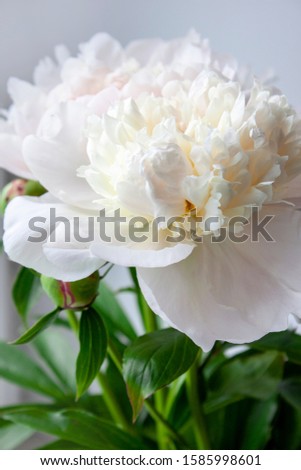 White blooming peony on a light gray background. Tender photo. Decor Beautiful flower. Background for decor, banner and greeting card design.
