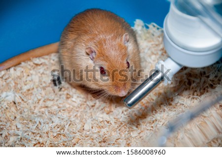 A furious gerbil photographed in his cage.