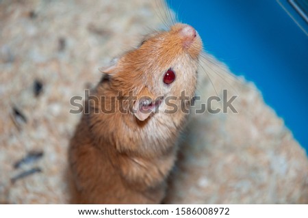 A furious gerbil photographed in his cage.