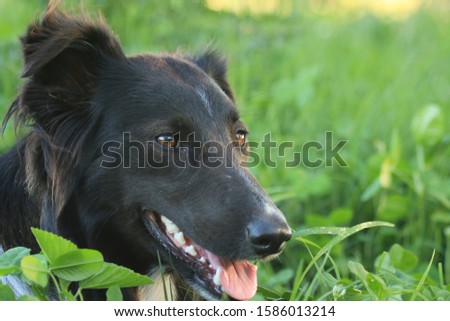 Border Collie resting in the grass
