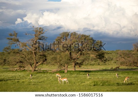 Kgalagadi Transfrontier Park in rainy season, Kalahari Desert, South Africa/Botswana