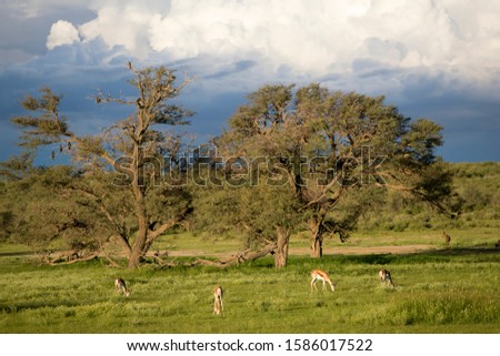 Kgalagadi Transfrontier Park in rainy season, Kalahari Desert, South Africa/Botswana
