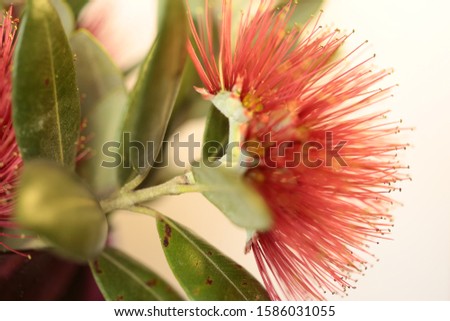 A pohutukawa's tree flower with leaves. Royalty-Free Stock Photo #1586031055