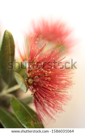 A pohutukawa's tree flower with leaves. Royalty-Free Stock Photo #1586031064