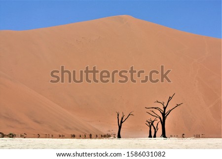 A beautiful shot of leafless trees in the desert with sand dune and clear sky in the background