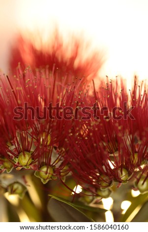 A close up of a pohutukawa flower and leaves with a light behind it. Royalty-Free Stock Photo #1586040160